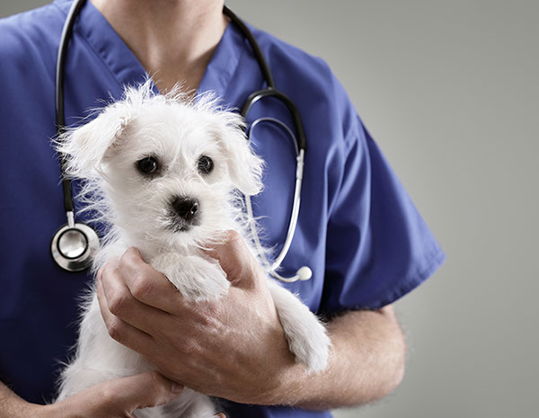 Weterynaria Pabianice - gabinet - galeria